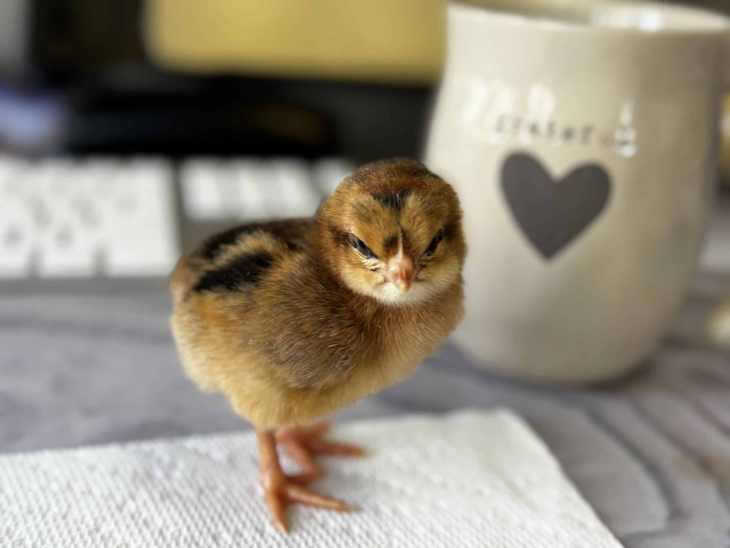 Picture of baby chick looking at camera