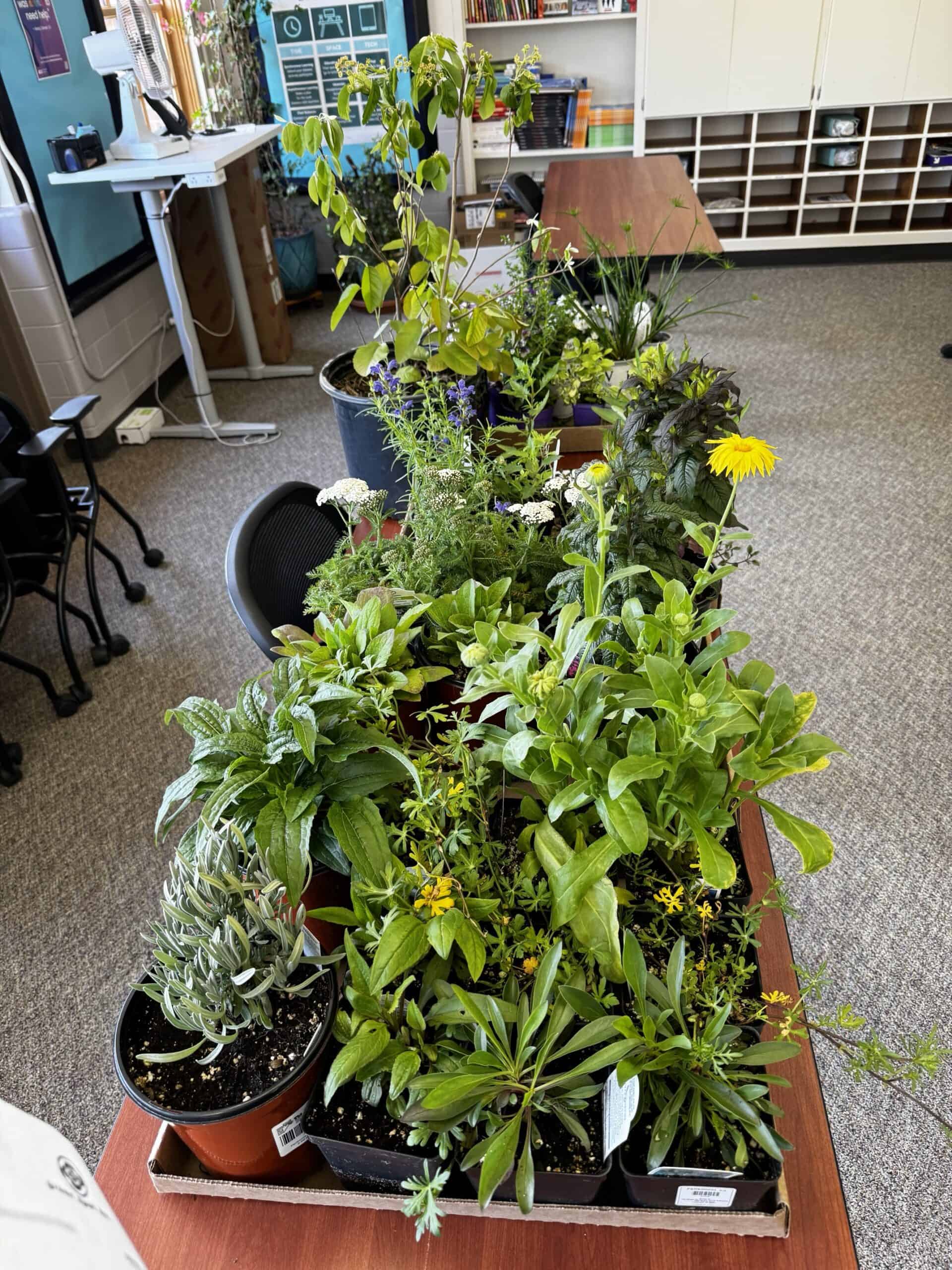 multiple green plants with a few colorful flowers