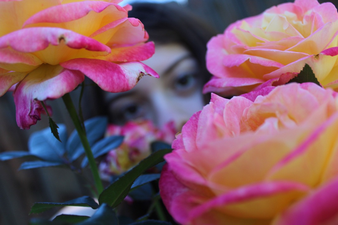 A close-up of vibrant pink and yellow roses with a blurred figure partially visible in the background.