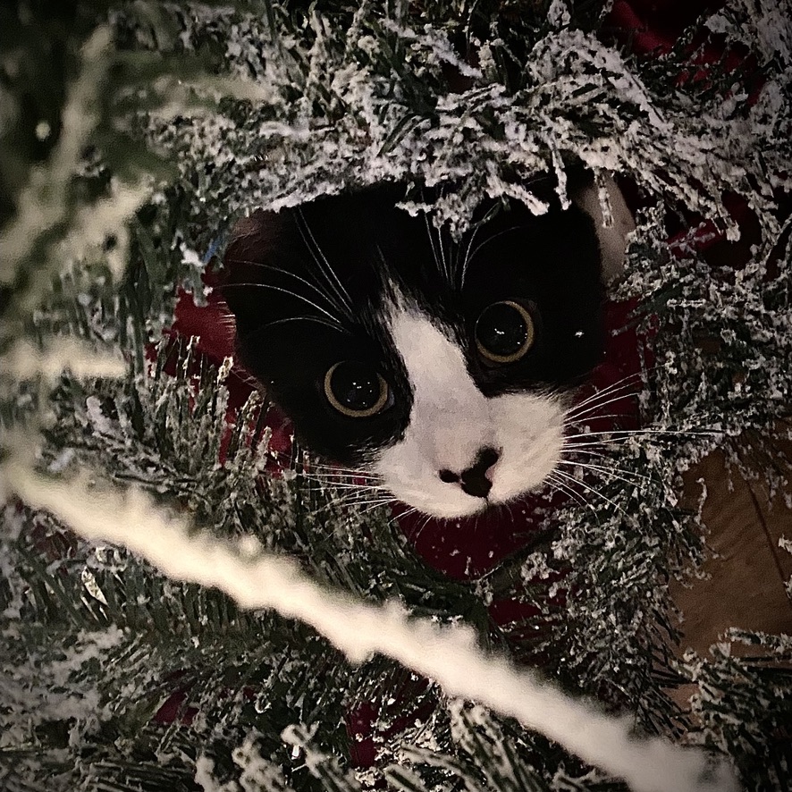 A black and white cat peeks through snowy branches of a Christmas tree, with large, curious eyes.