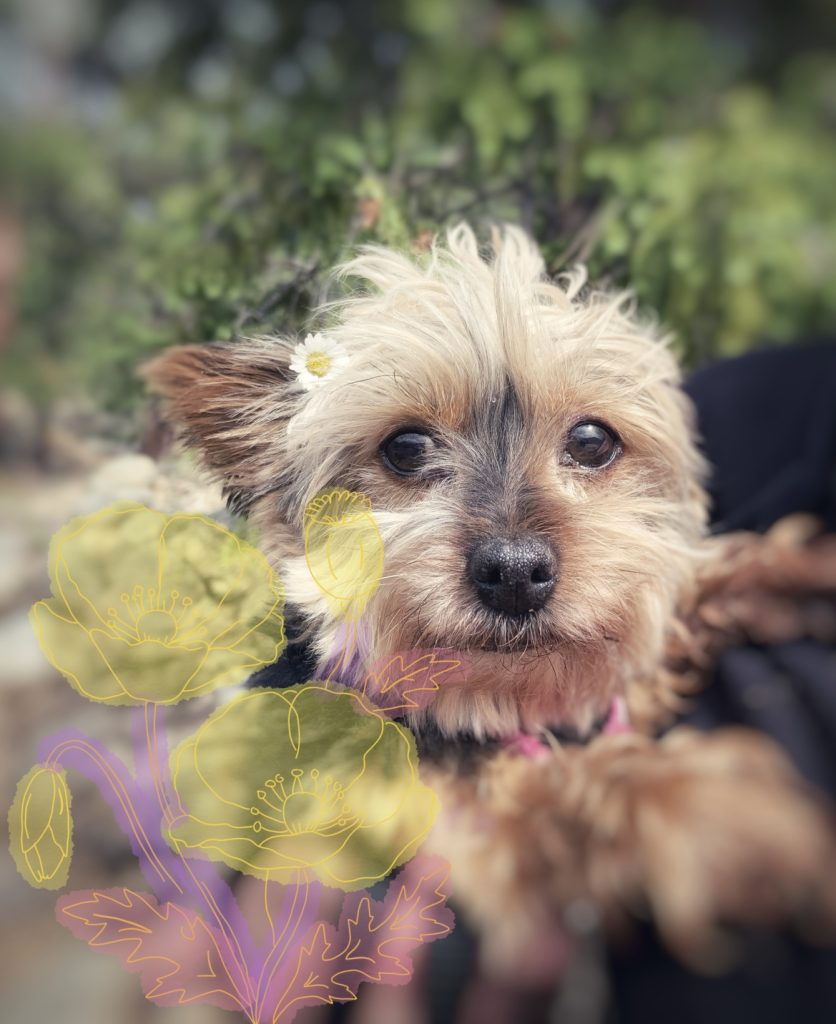 A small, fluffy dog with a flower in its fur, surrounded by colorful, outlined flowers in a blurred background.